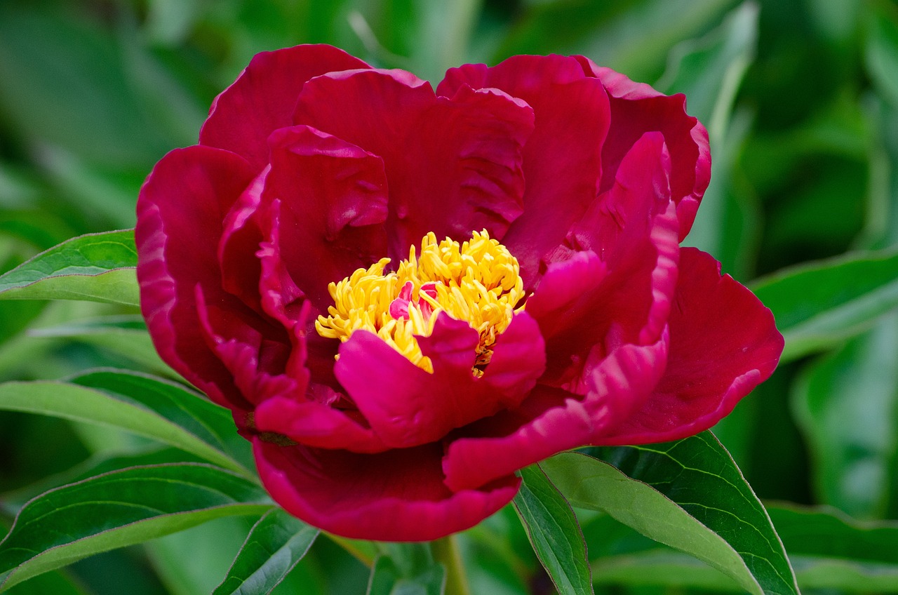 Paeonia